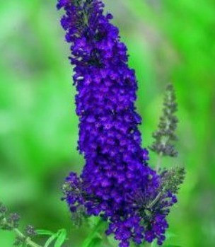 Buddleja Davidii Black Knight 3 litre