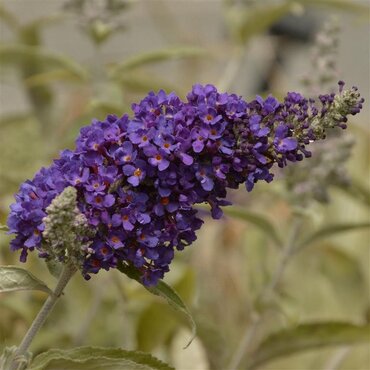 Buddleja Davidii Harlequin 3 Litre