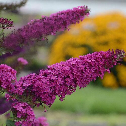 Buddleja Davidii Nanho Purple 3 Litre