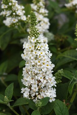 Buddleja Davidii Nanho White 3 Litre