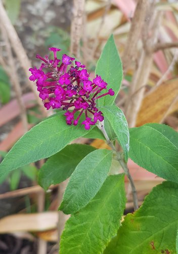 Buddleja Davidii Royal Red 3 litre