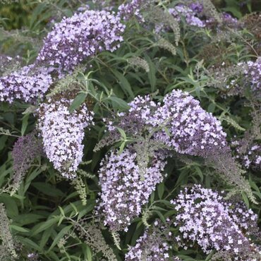 Buddleja davidii Wisteria Lane 3 Litre