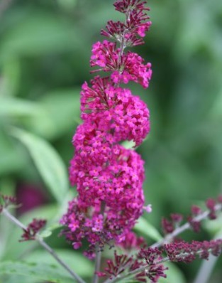 Buddleja Miss Ruby 3 Litre