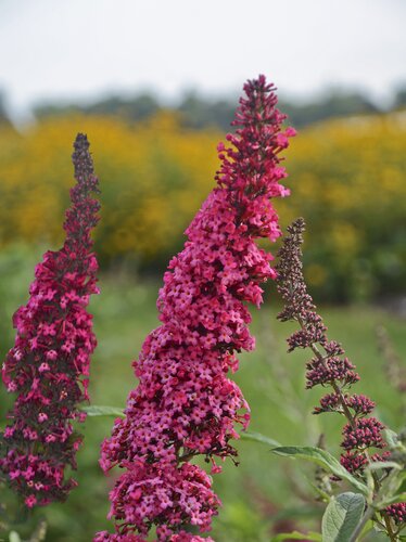 Buddleja Monarch Prince Charming 3 Litre