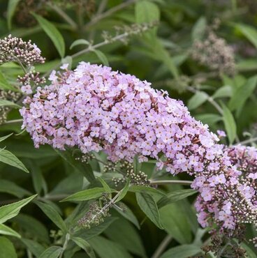 Buddleja Pink Cascade 3 Litre