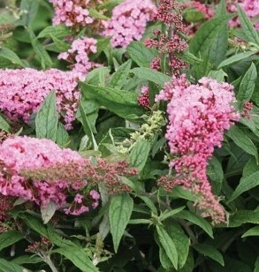 Buddleja Pink Delight 3 litre