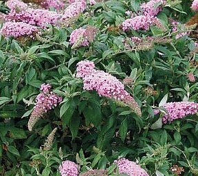 Buddleja Rocket Star Flamingo 3 Litre