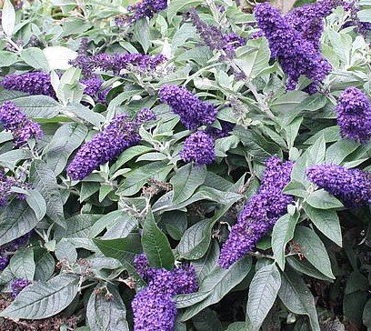 Buddleja Rocket Star Indigo 3 Litre