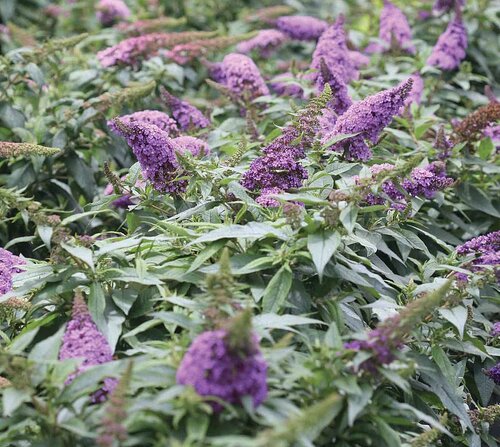 Buddleja Rocket Star Orchid 3 Litre