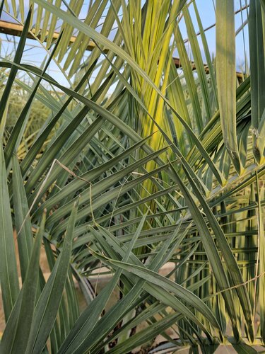 Butia Capitata (Cocos Australis) 30 Litre