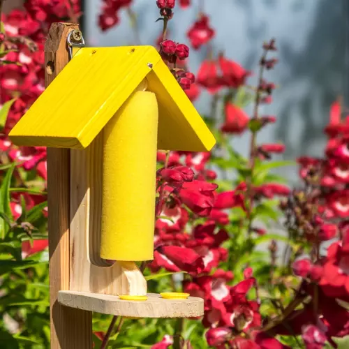 Butterfly/Bee Nectar Feeding Station