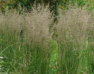 Calamagrostis Karl Foerster 2 Litre