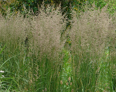 Calamagrostis Karl Foerster 3 Litre - Stewarts Garden Centre