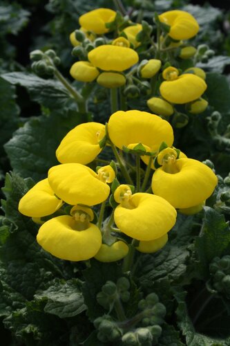 Calceolaria Yellow 2 Litre