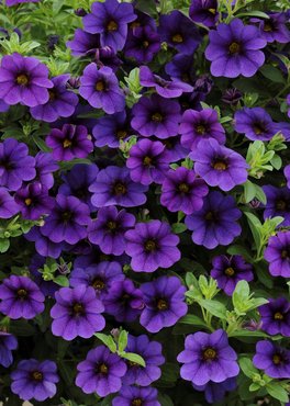 Calibrachoa Cabaret Blue Deep Plug