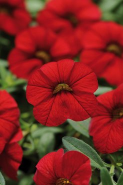 Calibrachoa Cabaret Bright Red Plug