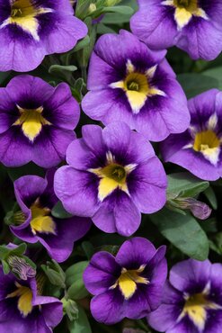 Calibrachoa Cabaret Bumblebee Blue Plug