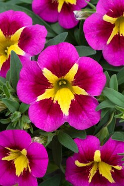 Calibrachoa Cabaret Bumblebee Hot Pink Plug