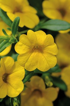 Calibrachoa Cabaret Deep Yellow Plug