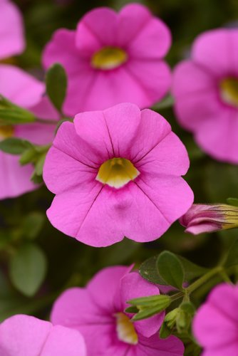 Calibrachoa Cabaret Light Pink Plug