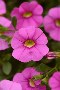 Calibrachoa Cabaret Light Pink Plug