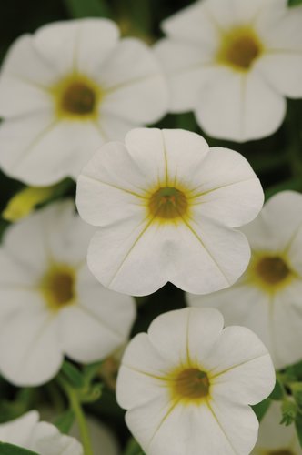 Calibrachoa Cabaret White Plug