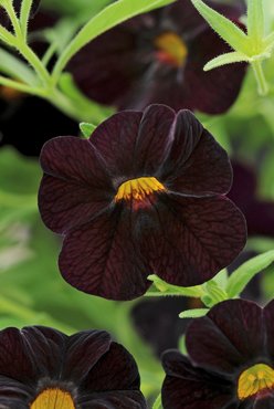 Calibrachoa Can Can Black Cherry Plug