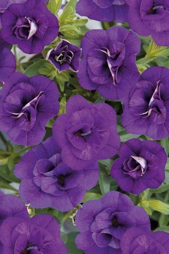 Calibrachoa Can Can Double Blue Plug