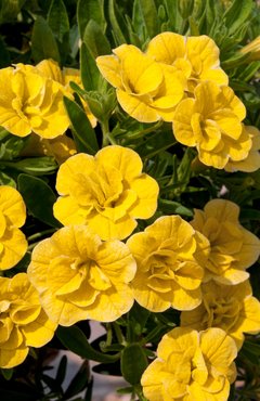 Calibrachoa Can Can Double Dark Yellow Plug