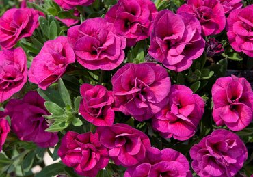 Calibrachoa Can Can Double Magenta Plug