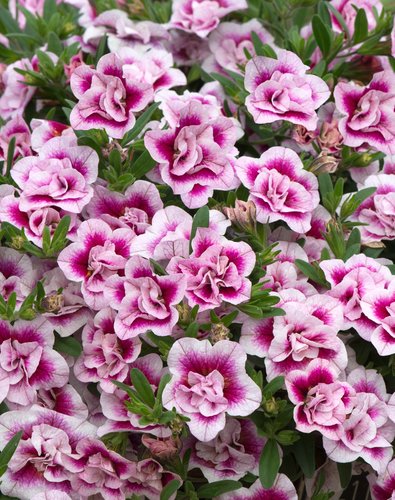 Calibrachoa Can Can Double PinkTastic Plug