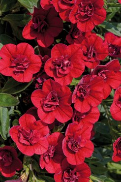 Calibrachoa Can Can Double Red Plug