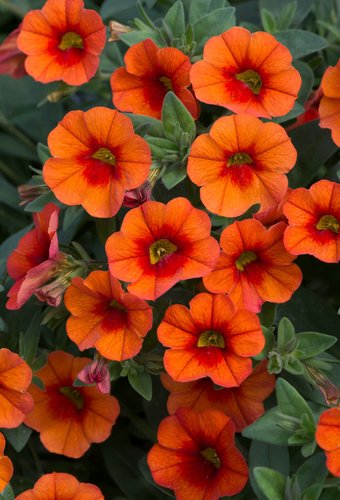 Calibrachoa Can Can Orange Plug