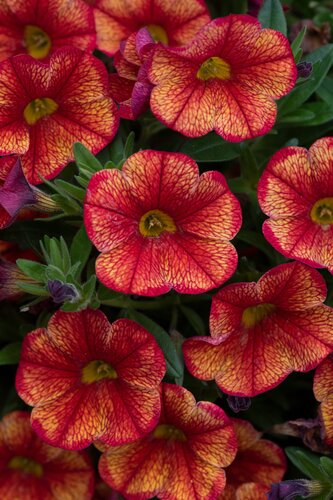 Calibrachoa Can Can Oriental Plug