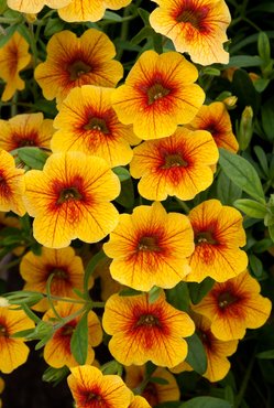 Calibrachoa Can Can Sunrise Plug