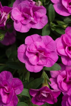 Calibrachoa Double Pink 10.5cm