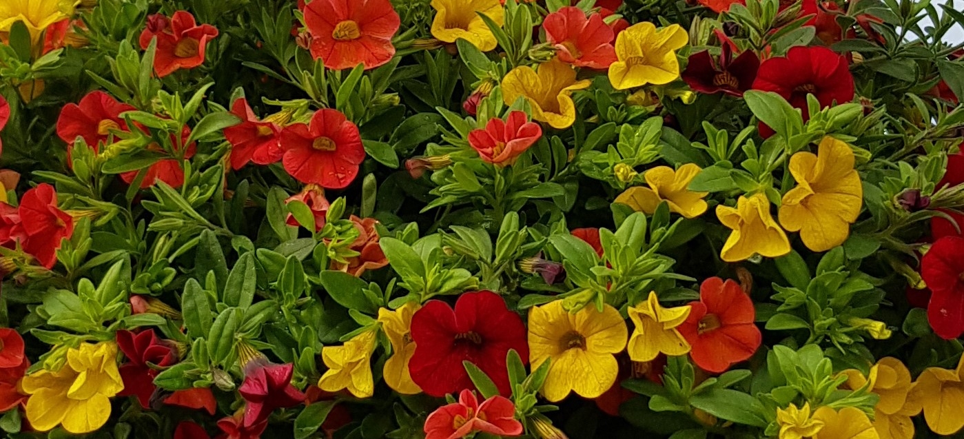 Calibrachoa Summertime Jumbo Six Pack - Stewarts Garden Centre