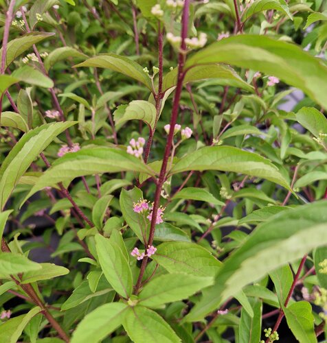 Callicarpa Issai 19cm