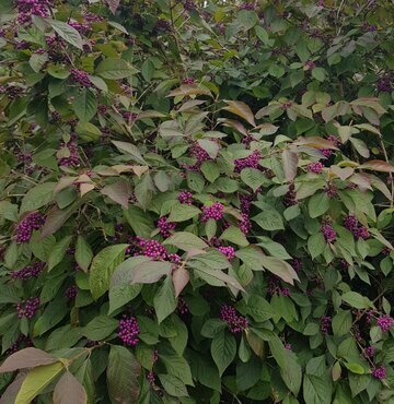 Callicarpa Profusion 1.5m on Trellis 20 Litre