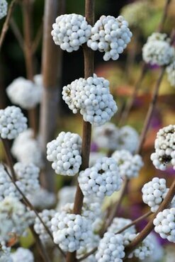 Callicarpa SnowStar 3 Litre