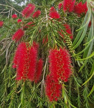 Callistemon Laevis Bush 10 Litre