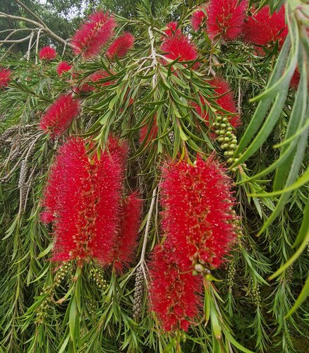 Callistemon Mini Red 3 Litre