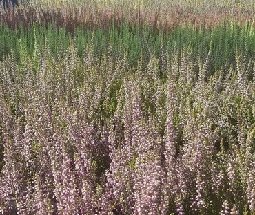 Calluna Gardengirls 9.5cm