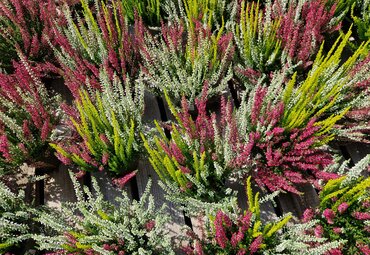 Calluna 'Trio Girls' 13cm