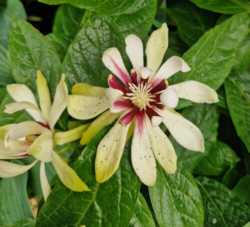 Calycanthus Venus 3 Litre