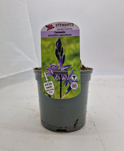 Camassia Leichtlinii Caeruleum Potted Bulb 1 Litre