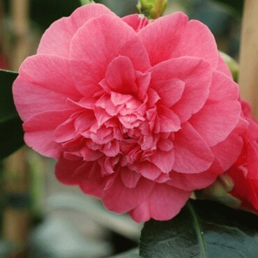 Camellia classique Chandlery Elegans 8 Litre