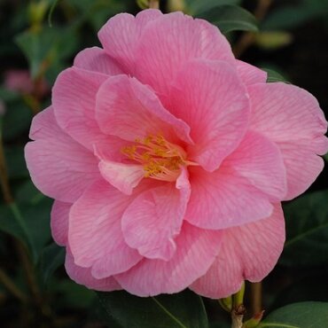 Camellia Classique Donation 4 Litre