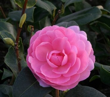 Camellia classique E G Waterhouse 12 Litre