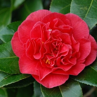 Camellia classique Kramer's Supreme 12 Litre